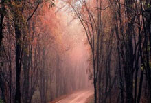 斗魚(yú)直播美股跌8% Q2直播收入降27%月活跌破4000万